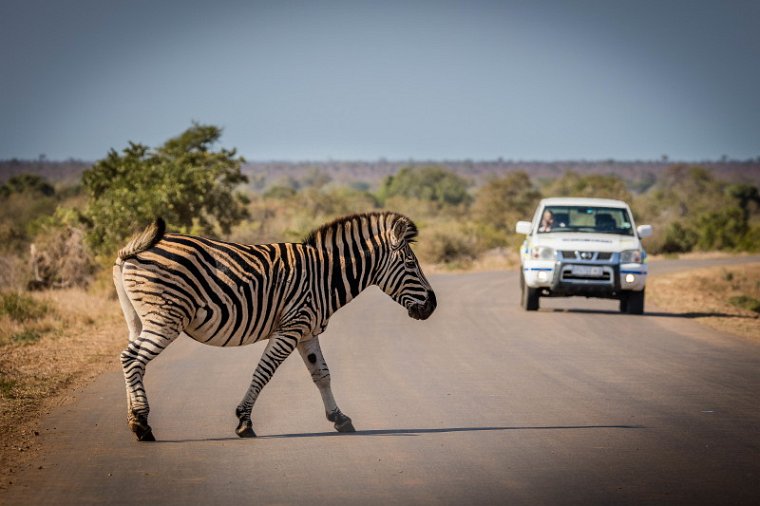 069 Kruger National Park, zebra.jpg